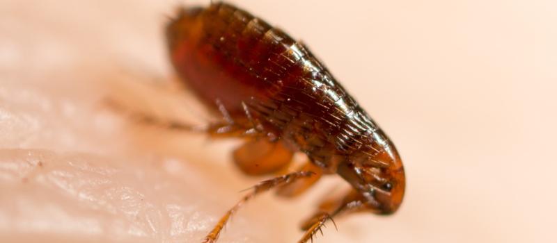 Can Fleas Live on Human Hair?