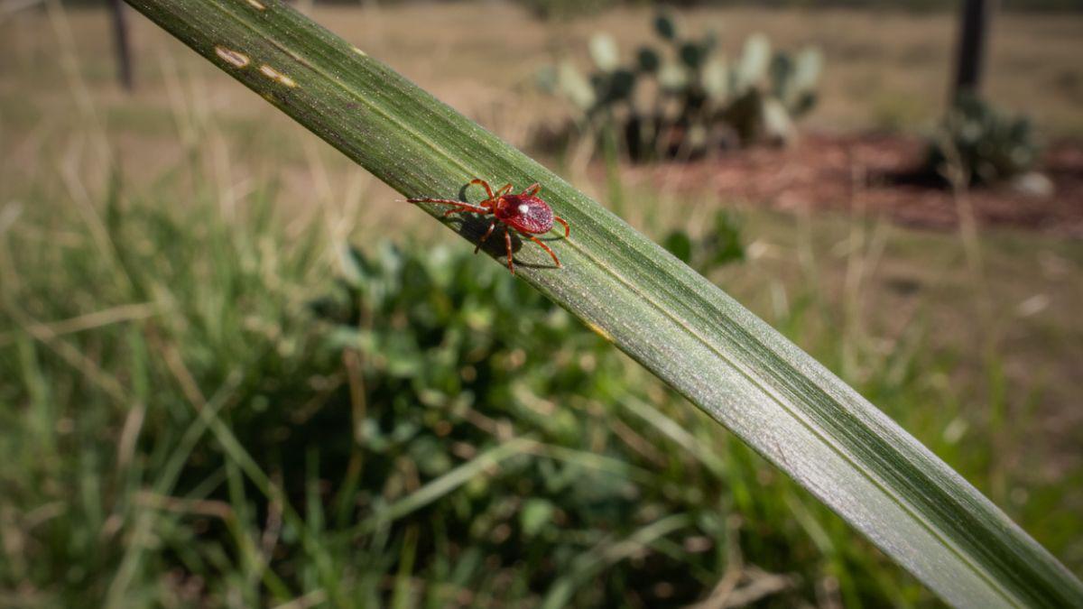 Could I Contract Alpha-Gal Syndrome from Ticks in Texas?
