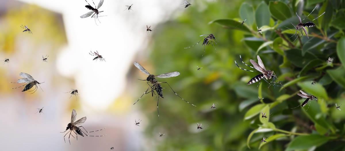Can I Treat My Yard for Mosquitoes Myself?
