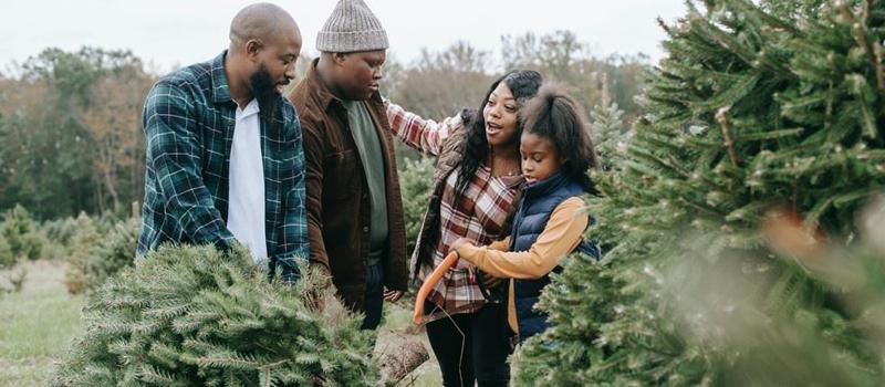 Rumor or Fact: Can You Bring Home a Tick On Your Christmas Tree?