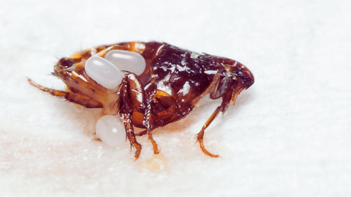Can You Really Catch Plague from Fleas?