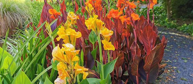 HOW DO CANNA LILIES IN YOUR GARDEN PROMOTE MOSQUITO BREEDING?