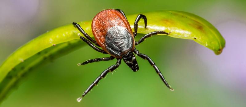 Canton Tick Control for Pet Loving Homes