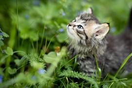 cat sitting in tall grass