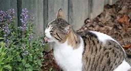 cat licking catnip
