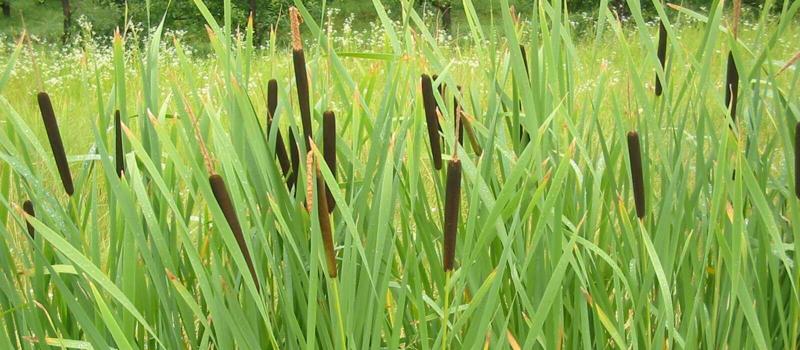 Marigolds, Lemongrass, Citronella Supposedly Repel Mosquitoes, But What Plants Attract Mosquitoes?