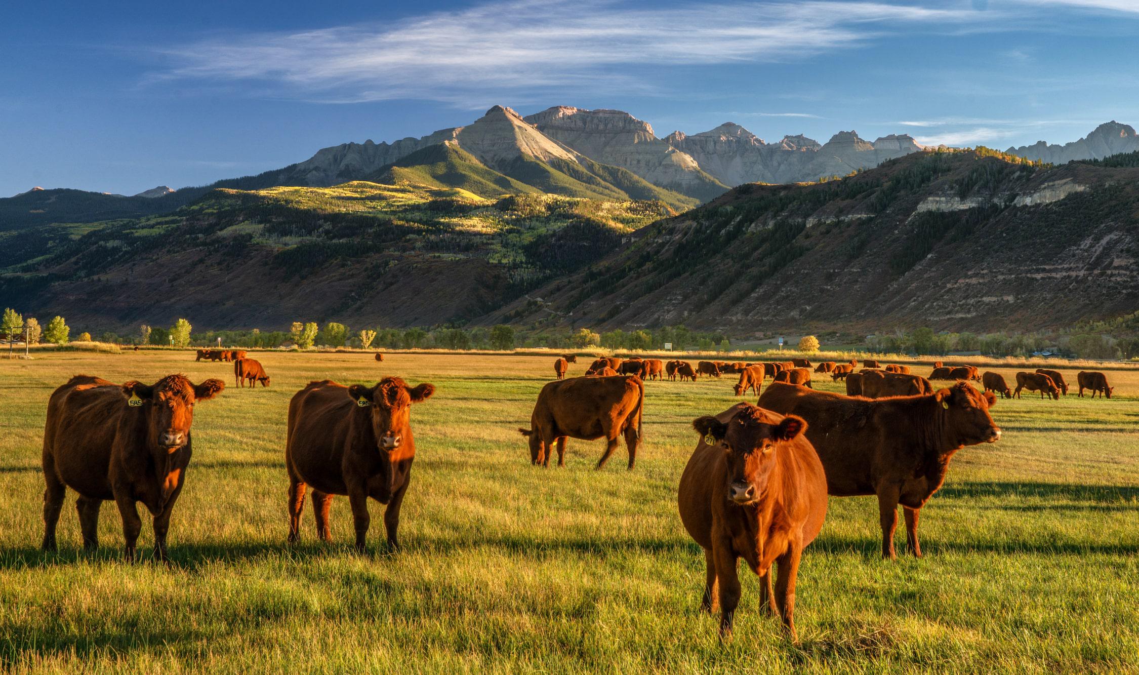 Cattle on a Colorado farm with a moutain range in the background