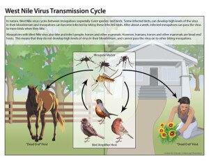 West Nile Virus Transmission Cycle