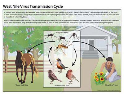 west nile virus transmission cycle