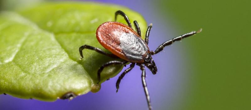 Why are Central Mass ticks so plentiful in the fall?