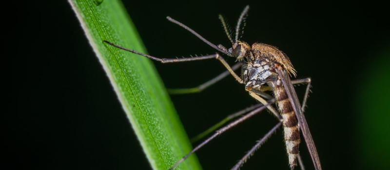 Can our Charlestown Mosquito Control Eliminate All Mosquitoes?