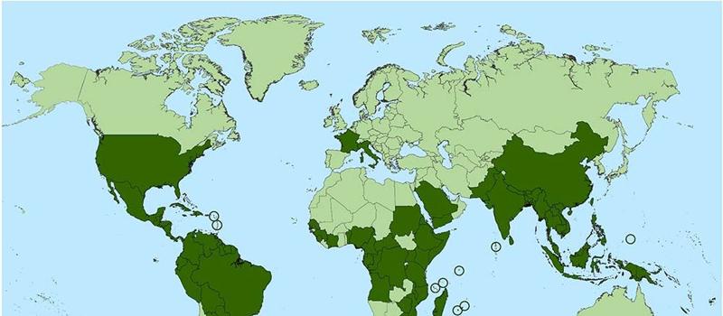 Mosquito-Borne Disease: Chikungunya