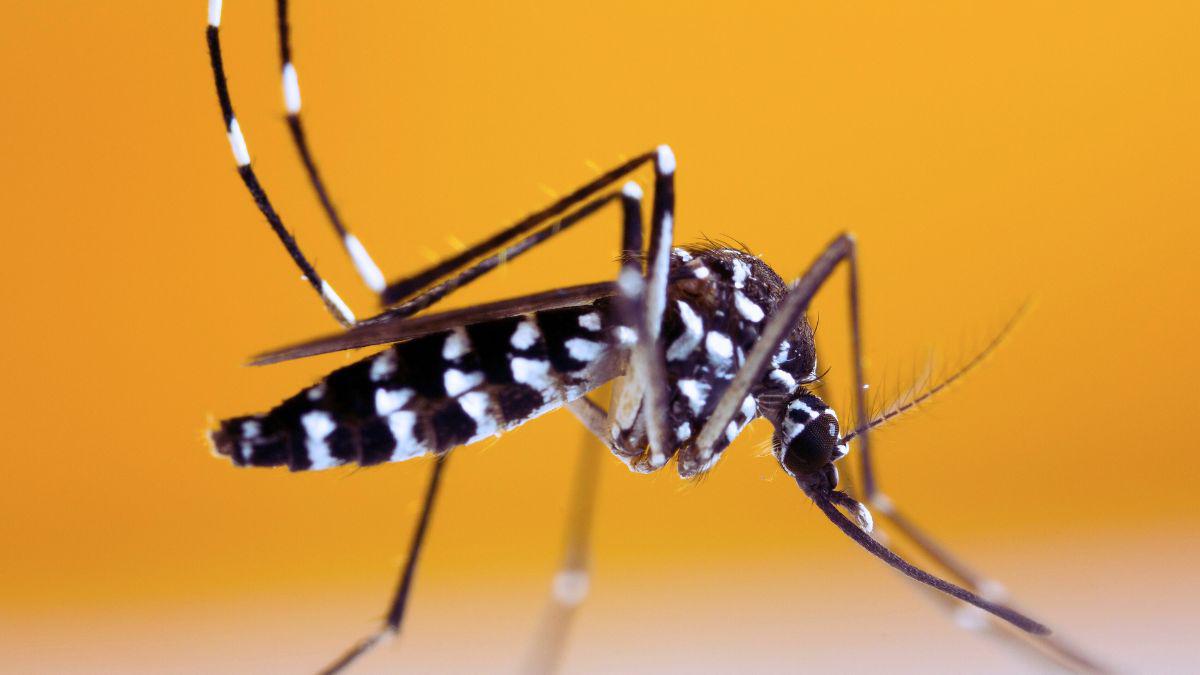 Chikungunya Outbreak, a Florida Concern?