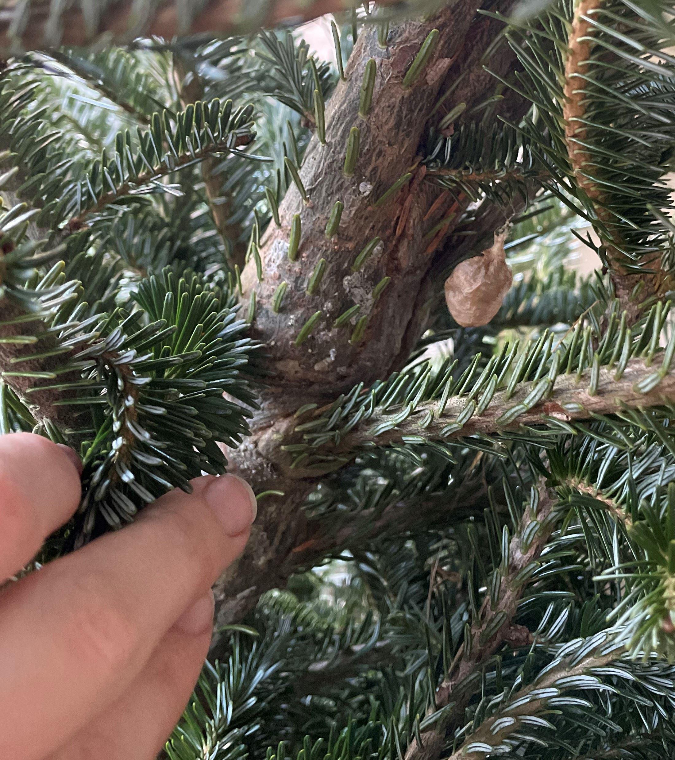 Photo of an insect's nest within a Christmas tree submitted by an actual Mosquito Squad employee (thus inspiring this blog).