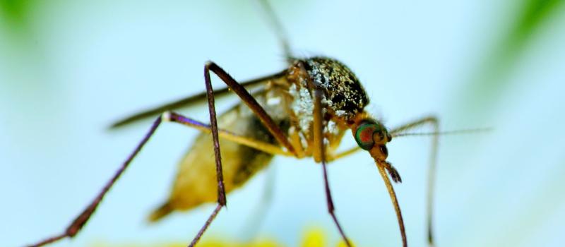 Ways to Augment City of Jacksonville Mosquito Control