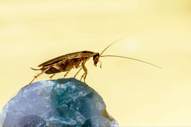What Do I Need to Know About Merton, WI Cockroach Control?