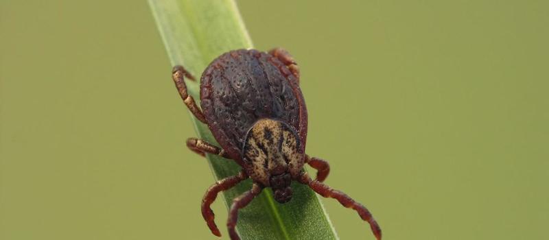 Commercial and Residential Tick Control in Austin
