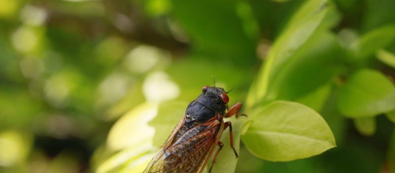 The Brood X Cicadas Are Coming