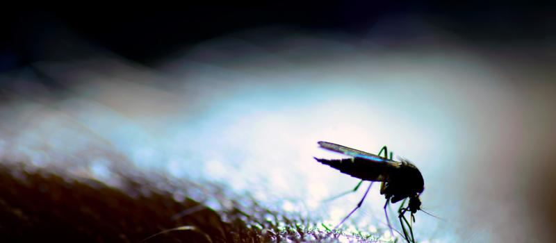 In 2021 Multiple States Report Cases of West Nile Virus