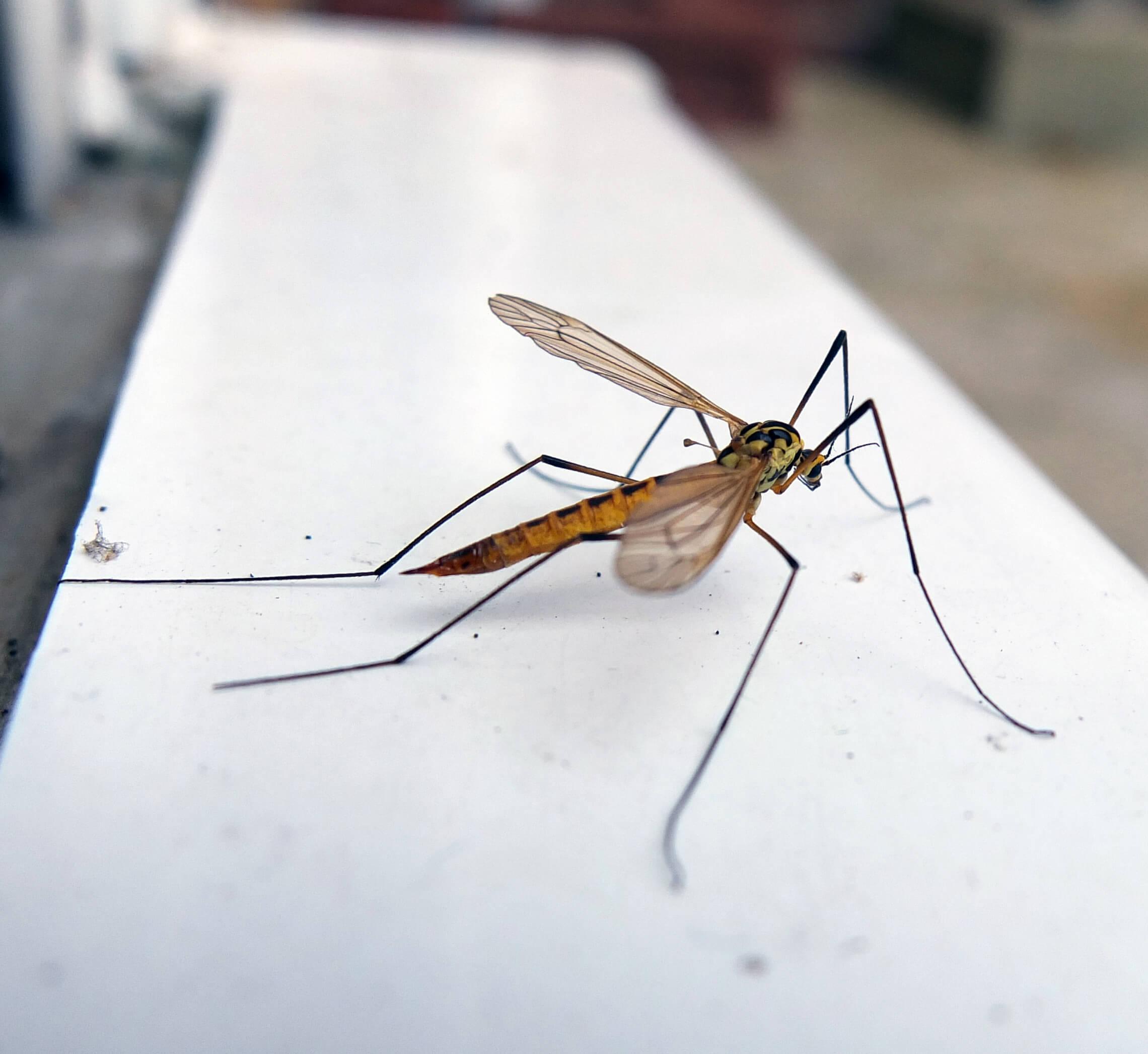 A crane fly perched on a ledge. 