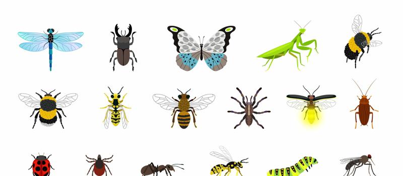 Celebrating Diversity In Entomology