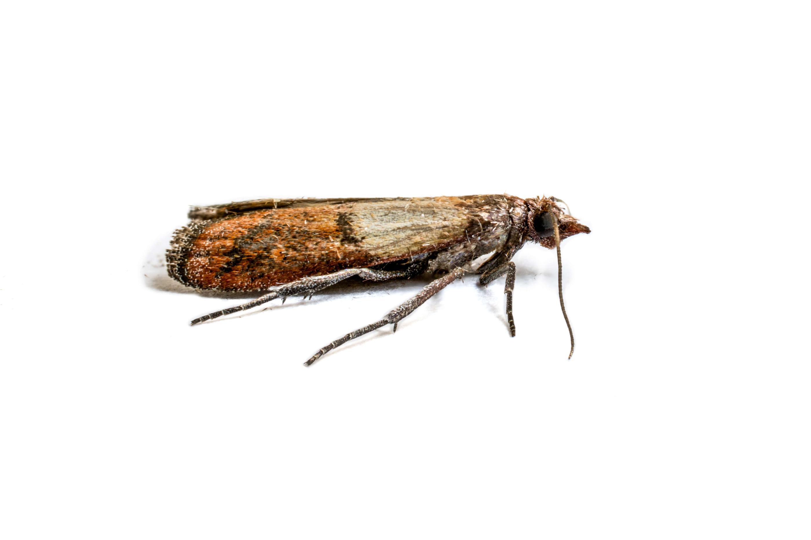 Adult Pantry Moth