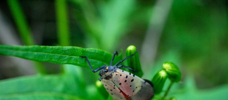 The Newest Invasive Pest: The Spotted Lanternfly