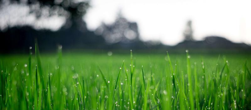 Have Armyworms Invaded Your Lawn?