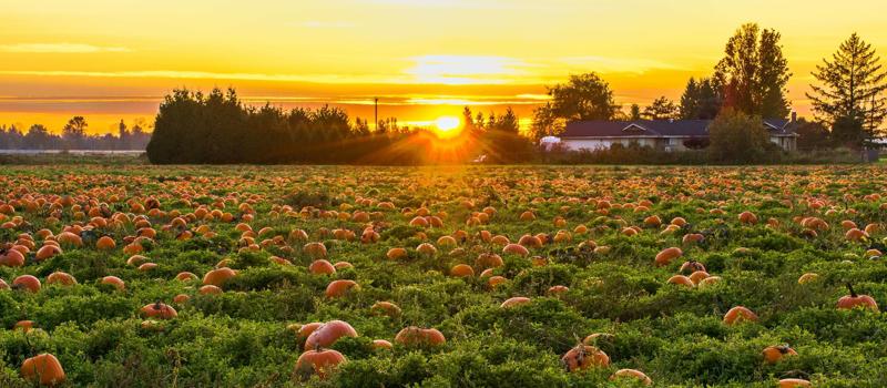 Avoid Bringing Home Pests From the Pumpkin Patch