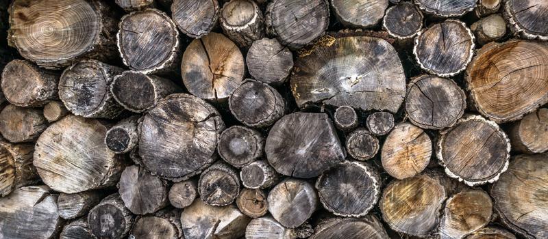 Four Insects That Nest in Firewood