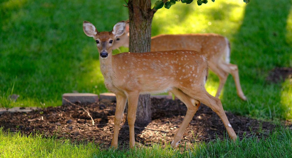 Can Scientists Control Ticks by Treating Deer?