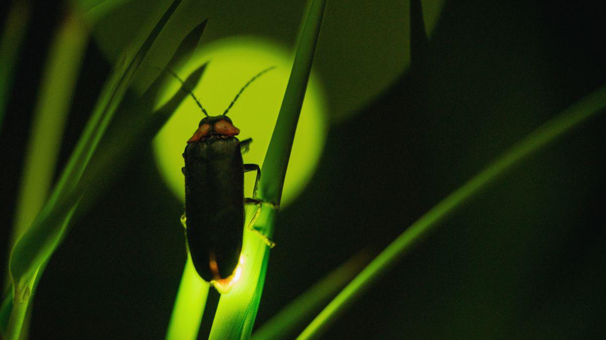 Thwart Mosquitoes and Ticks, Attract Fireflies