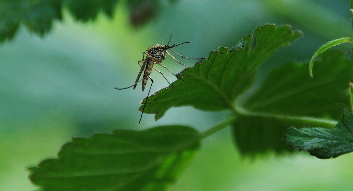 Does Cooler Weather Mean Fewer Mosquitoes in Jacksonville?