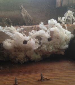 Cotton in a rodents nest