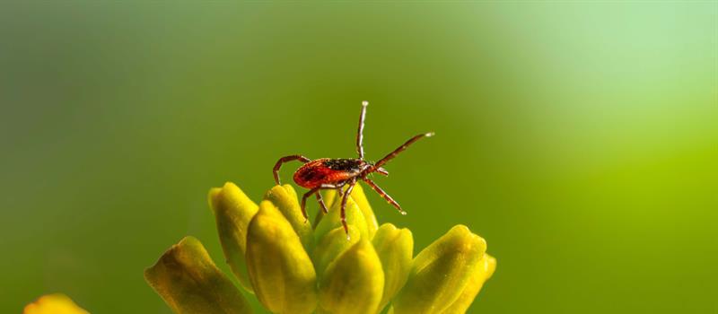 Can a Yard Be Infested with Ticks?