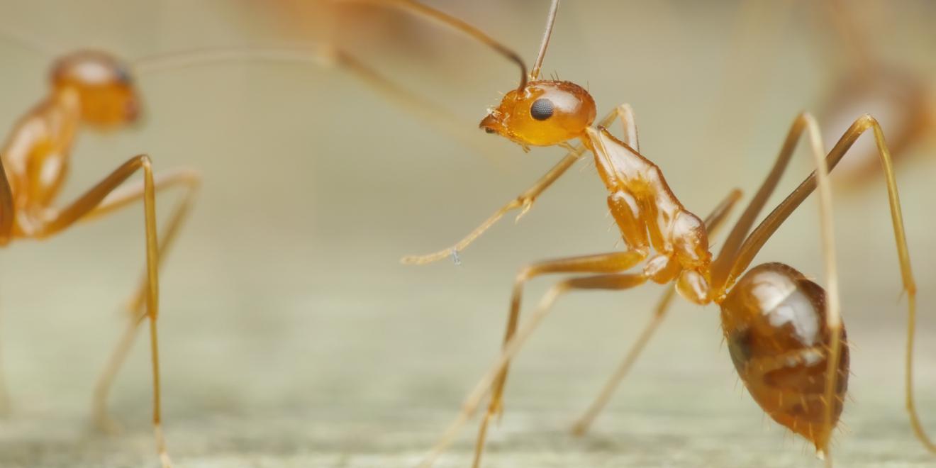 Don’t Let Tawny Crazy Ants Invade