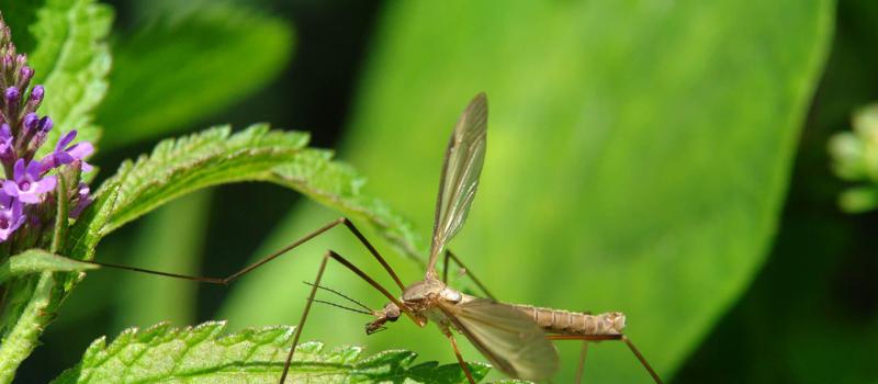 What Are Mosquito Hawks?