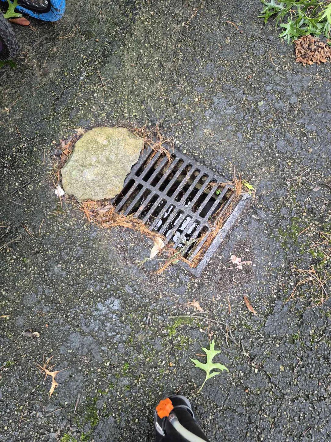 Where the Mosquitoes Biting You at Dusk in Madeira Come From