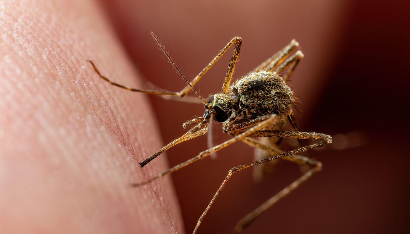 close up of mosquito on skin 