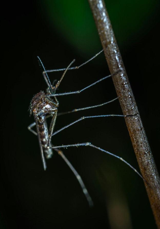 Dallas Mosquito Control Helps You Enjoy Your Yard with Fewer Mosquitoes