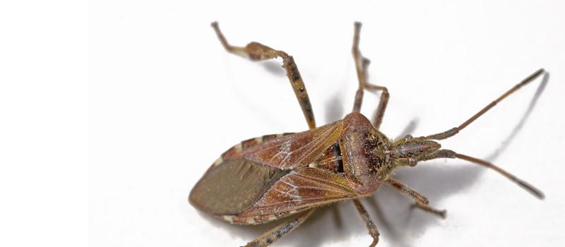 Are autumn pests dangerous?