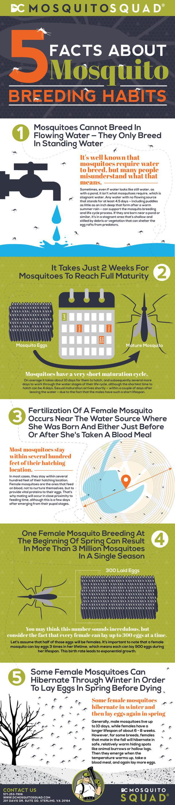 Infographic: 5 Facts About Mosquito Breeding Habits