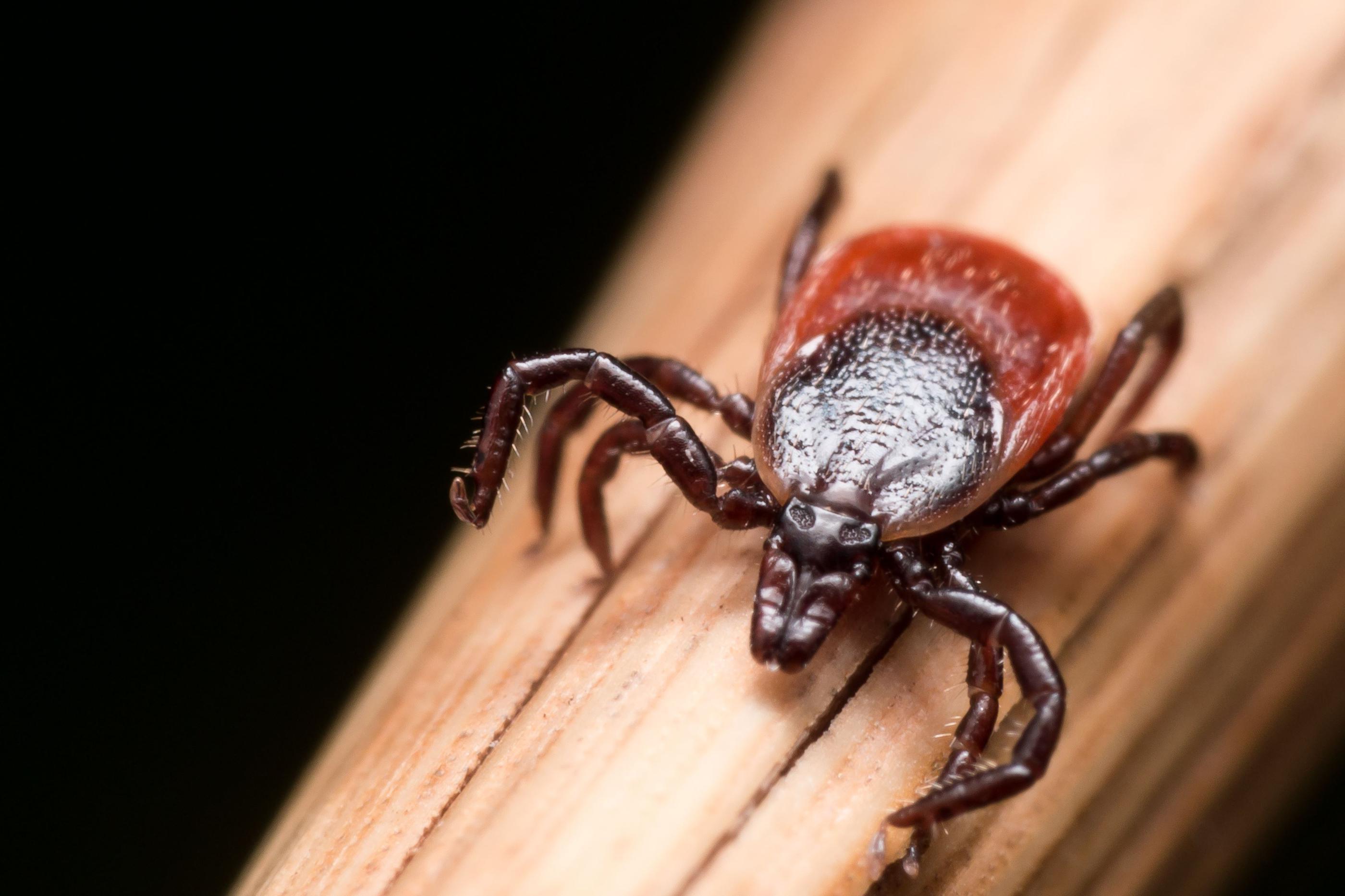 Tick close up