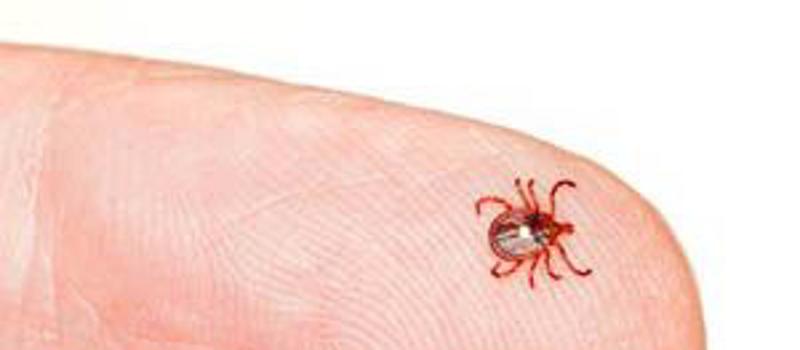 Lyme Disease is on the Increase in Washington County, MD