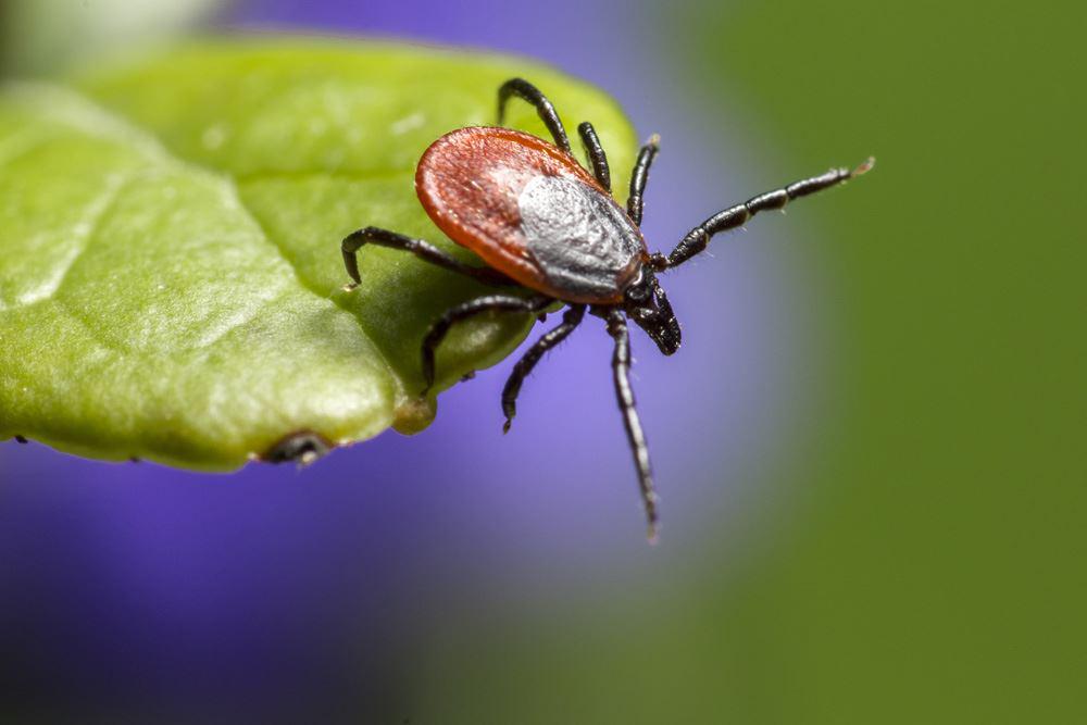 A black legged tick