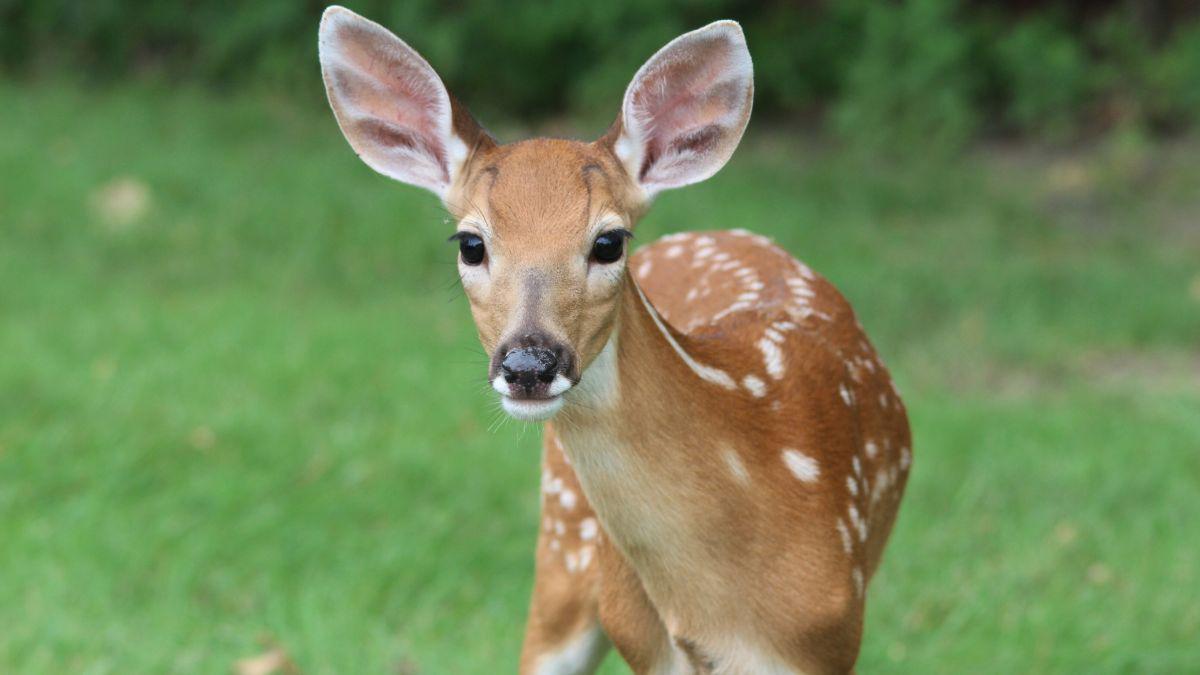 Oh Deer! Keep Deer and Their Ticks Out of Your Yard This Summer