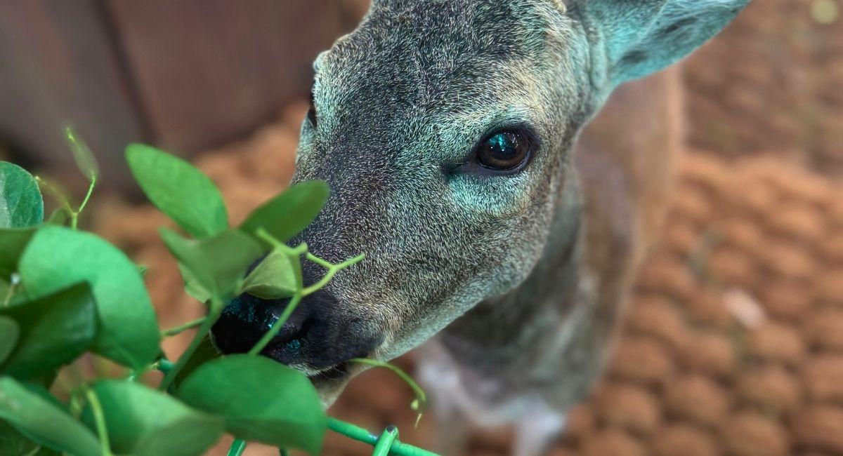 Deer Taking Over Your West St. Louis County Yard?