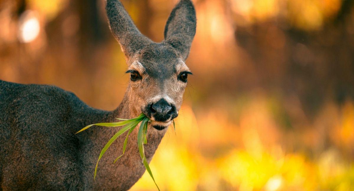 Why Customizable Deer Spray Beats Gadgets and Netting