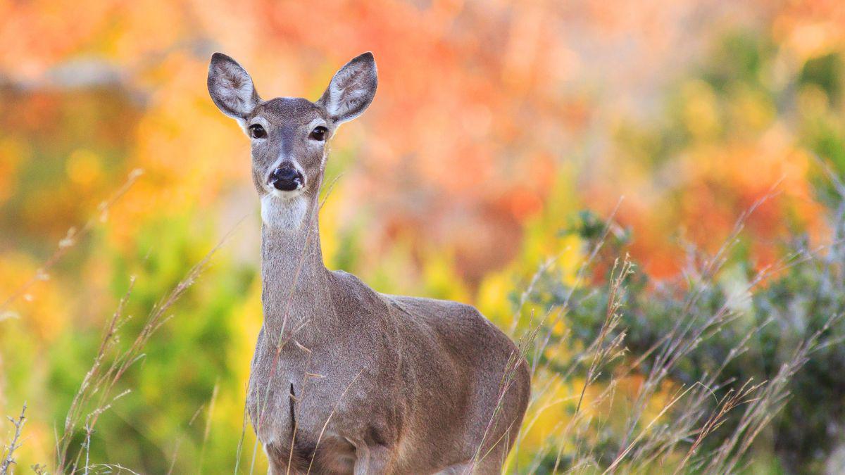 Deer Repellent Spray, Ultrasonic Devices, or Netting?