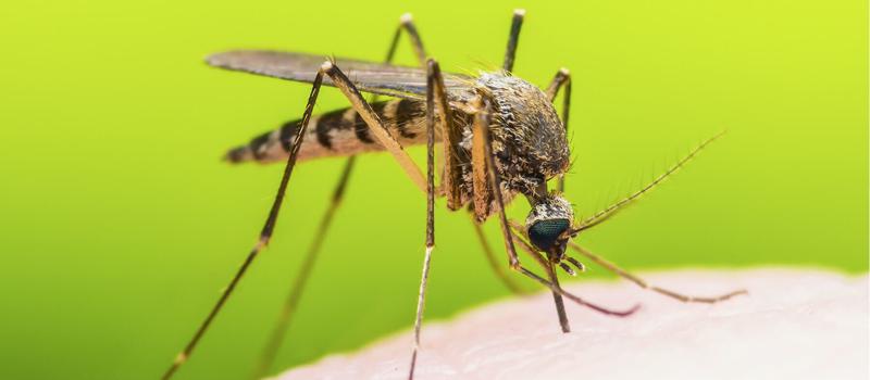How Do Mosquitoes Survive the Winter Annoying Us at the First Chance they Get Each Spring?